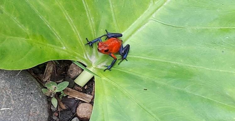 Готель Befox Adventure La Fortuna Екстер'єр фото