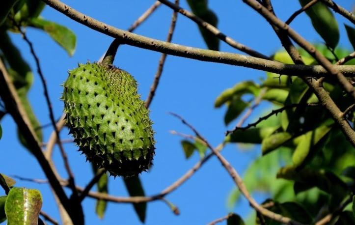 Готель Befox Adventure La Fortuna Екстер'єр фото