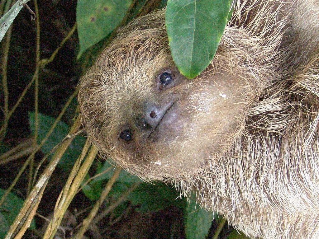 Готель Befox Adventure La Fortuna Екстер'єр фото