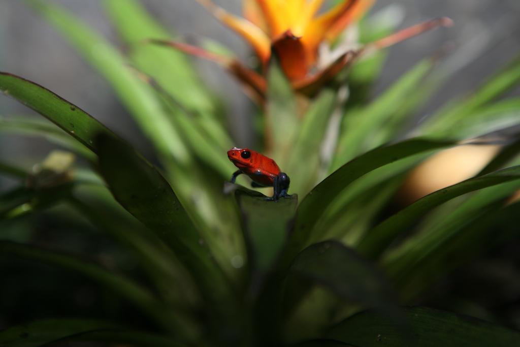 Готель Befox Adventure La Fortuna Екстер'єр фото