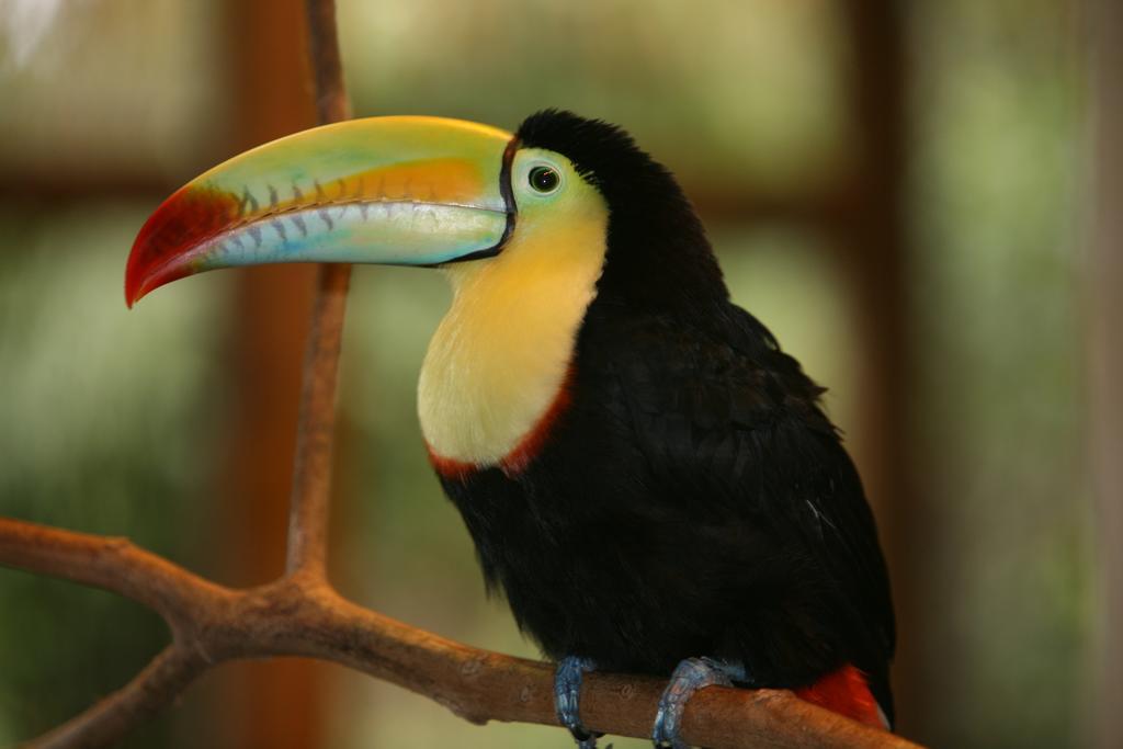 Готель Befox Adventure La Fortuna Екстер'єр фото